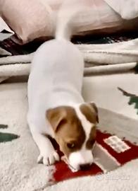 Cuccioli di jachjk russell