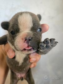 Bulldog francese femmina taglia piccola