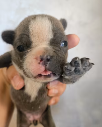 Bulldog francese femmina taglia piccola
