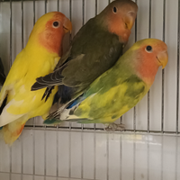 Inseparabili roseicollis giovani