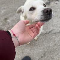 Tenerissima e vivace cucciola