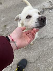 Tenerissima e vivace cucciola