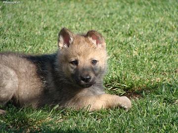 Cucciolo femmina Cane Lupo Cecoslovacco