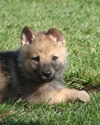 Cucciolo femmina Cane Lupo Cecoslovacco