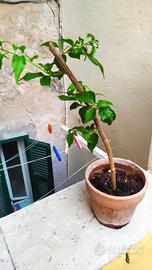 Si vende piantina di bougainvillea