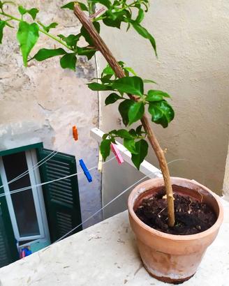 Si vende piantina di bougainvillea