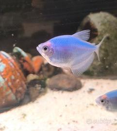 3 x Tetra glowfish fluo Gymnocorymbus ternetzi
