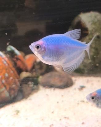 3 x Tetra glowfish fluo Gymnocorymbus ternetzi