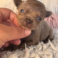 Chihuahua taglia molto piccola