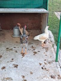Galline combattenti indio brasiliano e o sciamo