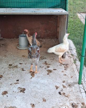 Galline combattenti indio brasiliano e o sciamo