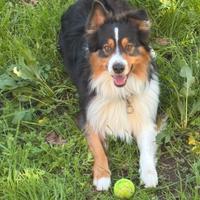 Pastore australiano disponibile per accoppiamento