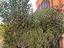 Immagine 12