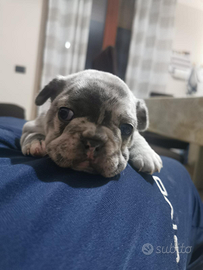 Cuccioli bulldog francese