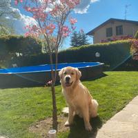 Golden Retriever maschio per accoppiamento