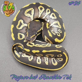 Pitone reale - Mojave het Axanthic Tsk