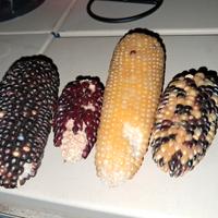 semi mais ornamentale 4 pz pannocchie semi gira