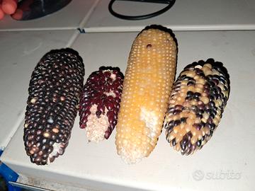 semi mais ornamentale 4 pz pannocchie semi gira