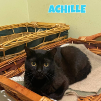 Achille gatto ipovedente di 2 anni