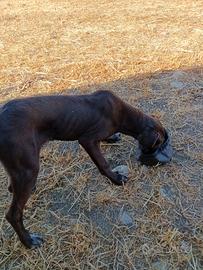 Cucciola bracco tedesco - setter