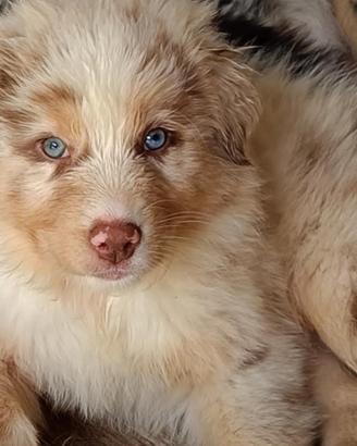 Australian Shepherd Pastore Australiano cuccioli