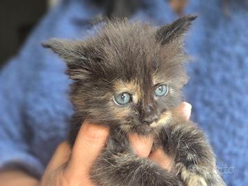 Meravigliosi MaineCoon