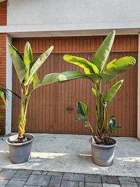 Strelitzia augusta