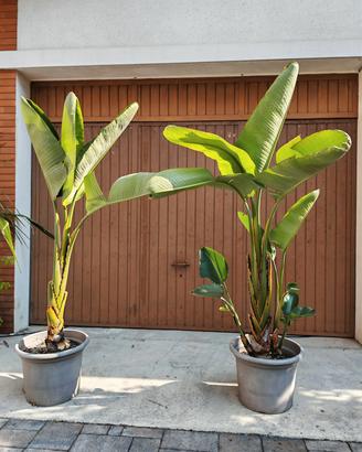 Strelitzia augusta