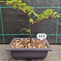 Bonsai di Cotoneaster Dammery 163
