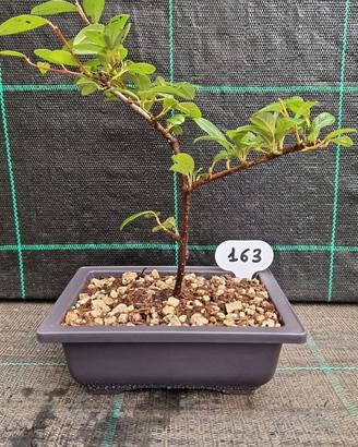 Bonsai di Cotoneaster Dammery 163