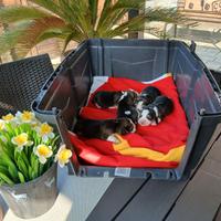 Beagle cuccioli