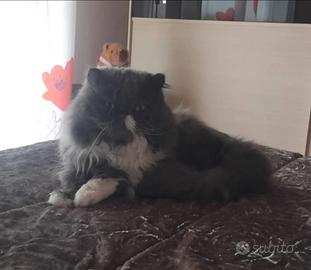 Gattini persiani