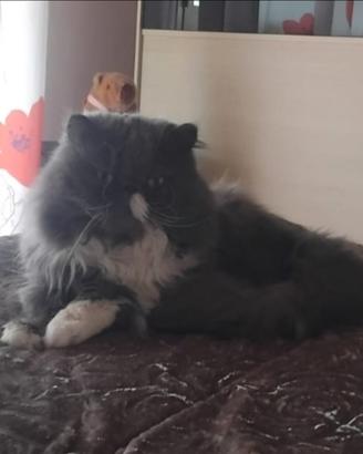 Gattini persiani