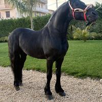 Cavallo Frisone di 5 anni
