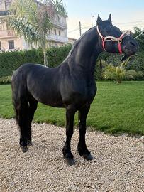 Cavallo Frisone di 5 anni