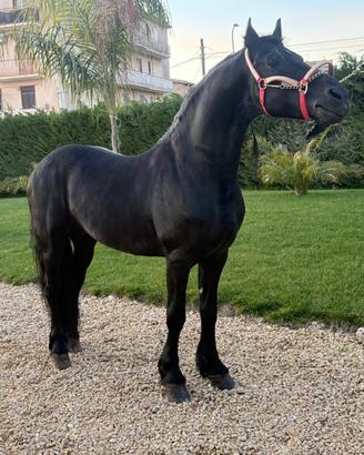 Cavallo Frisone di 5 anni