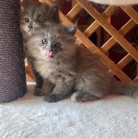 Cucciole femmine di gatto siberiano ipoallergenico