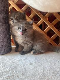 Cucciole femmine di gatto siberiano ipoallergenico