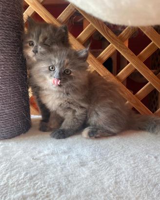 Cucciole femmine di gatto siberiano ipoallergenico