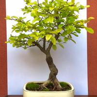 Cotogno Bonsai ( Cidonia - fiori di pesco) - 49 cm