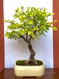 Cotogno Bonsai ( Cidonia - fiori di pesco) - 49 cm