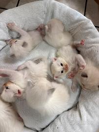 Cuccioli gatto Ragdoll