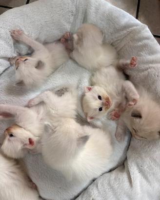 Cuccioli gatto Ragdoll