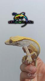 Ciliatus / Geco Crestato ID: GN