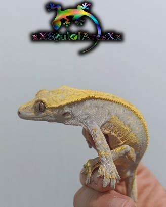 Ciliatus / Geco Crestato ID: GN