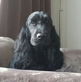 Cocker spaniel inglese nero di.1 anno femmina
