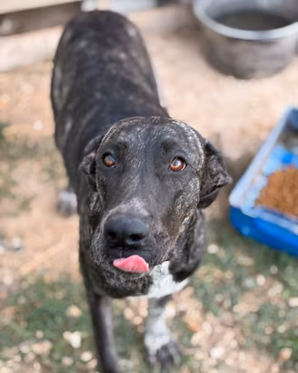 Cane alano spagnolo femmina un anno sterilizzata