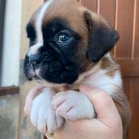 Cuccioli di Boxer con Pedigree