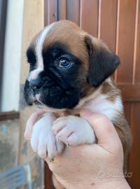 Cuccioli di Boxer con Pedigree