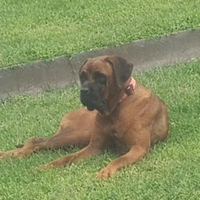 Rodesian Ridgeback (femmina) kg 29